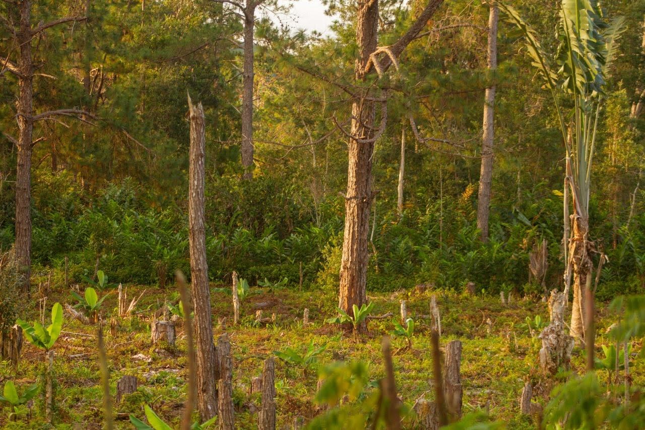 Forêt